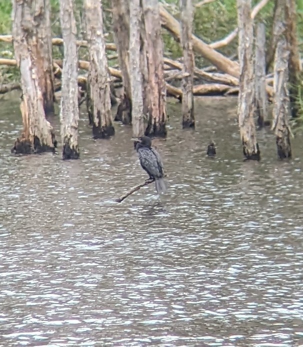 Little Black Cormorant - ML640730977