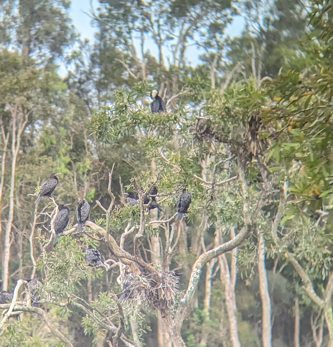 Little Black Cormorant - ML640730978