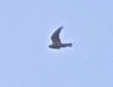 Falco sp. - ML640730993