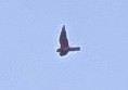 Falco sp. - ML640730994