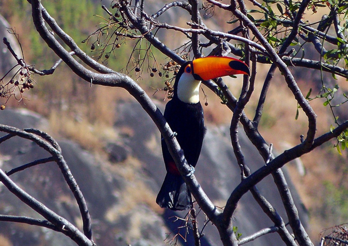 Toco Toucan - ML640730998