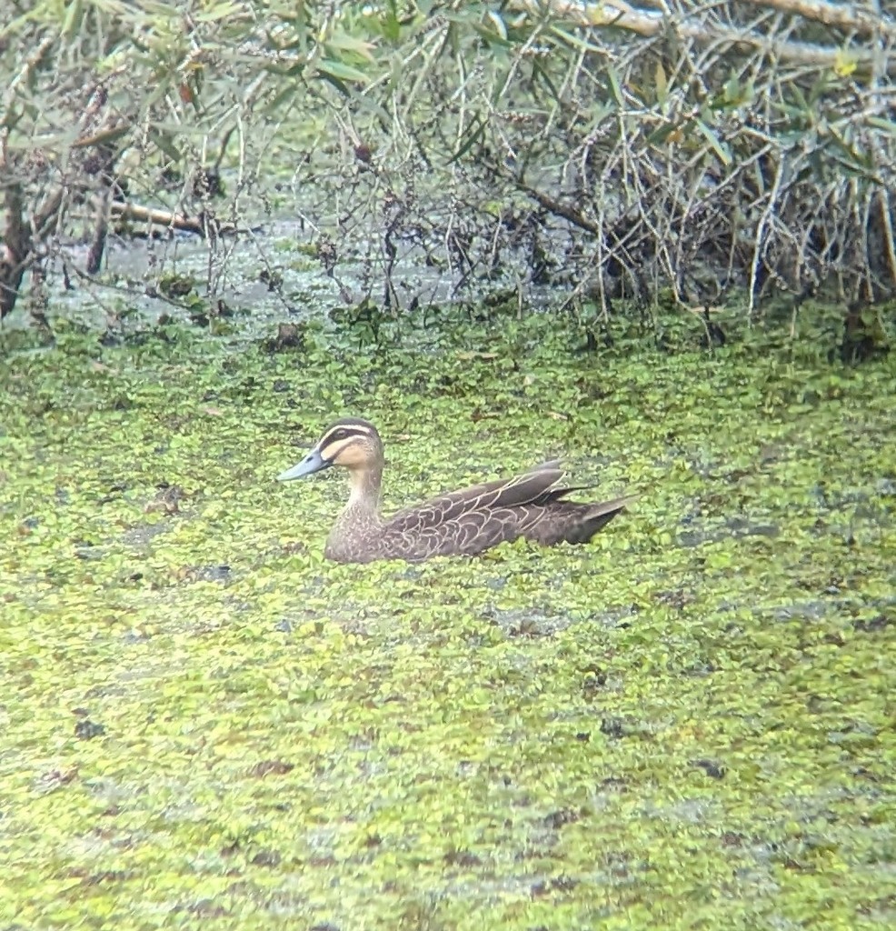 Pacific Black Duck - ML640731066