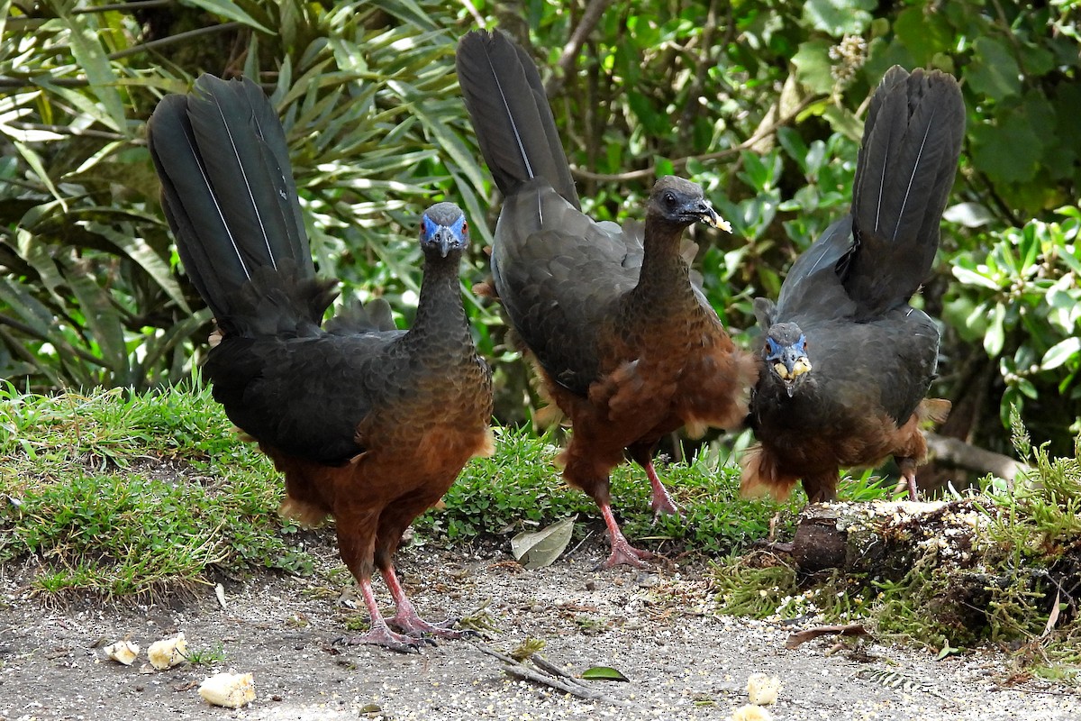 カマバネシャクケイ - ML640731077