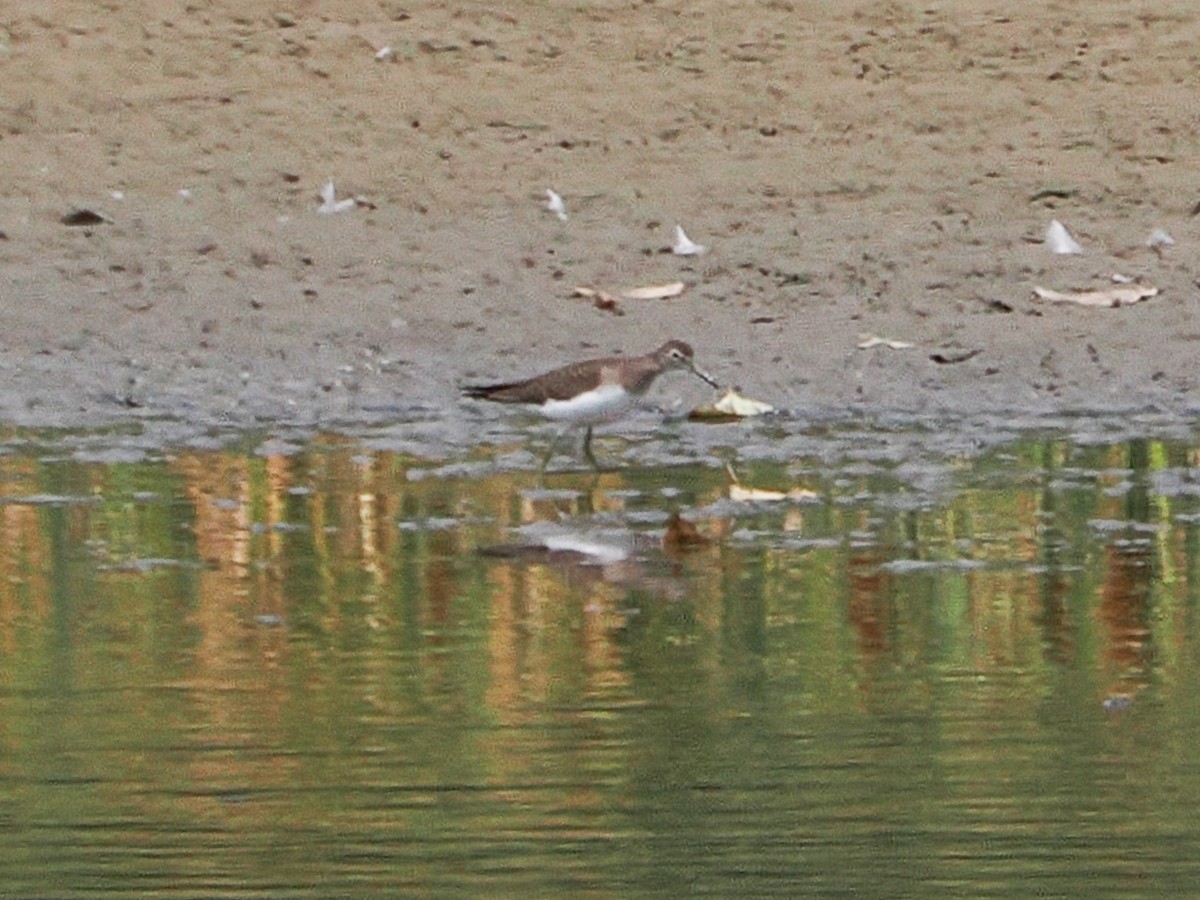 Solitary Sandpiper - ML640731182