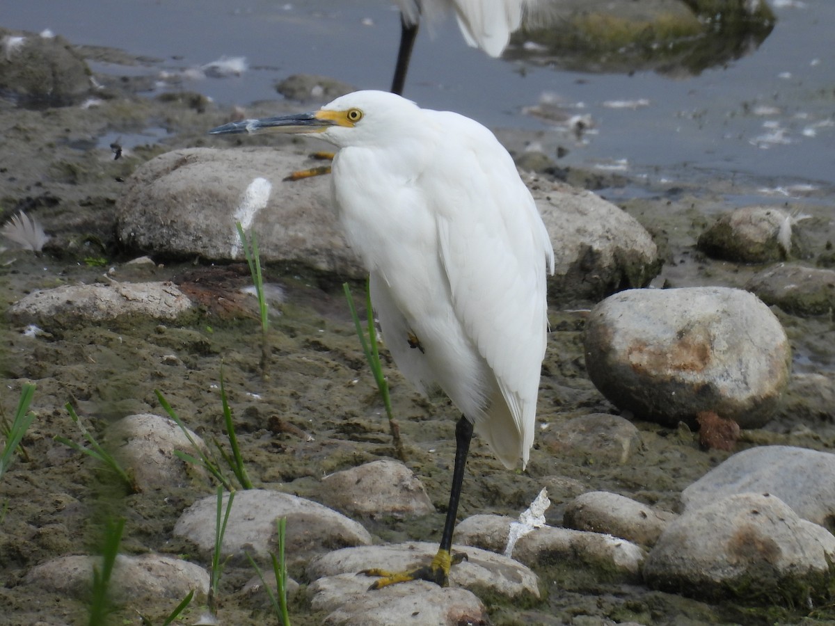 Snowy Egret - ML640731191