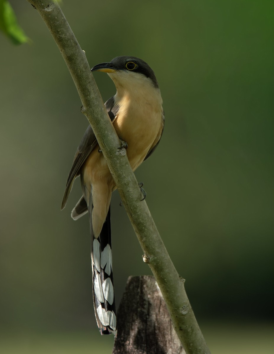 Mangrove Cuckoo - ML640731232