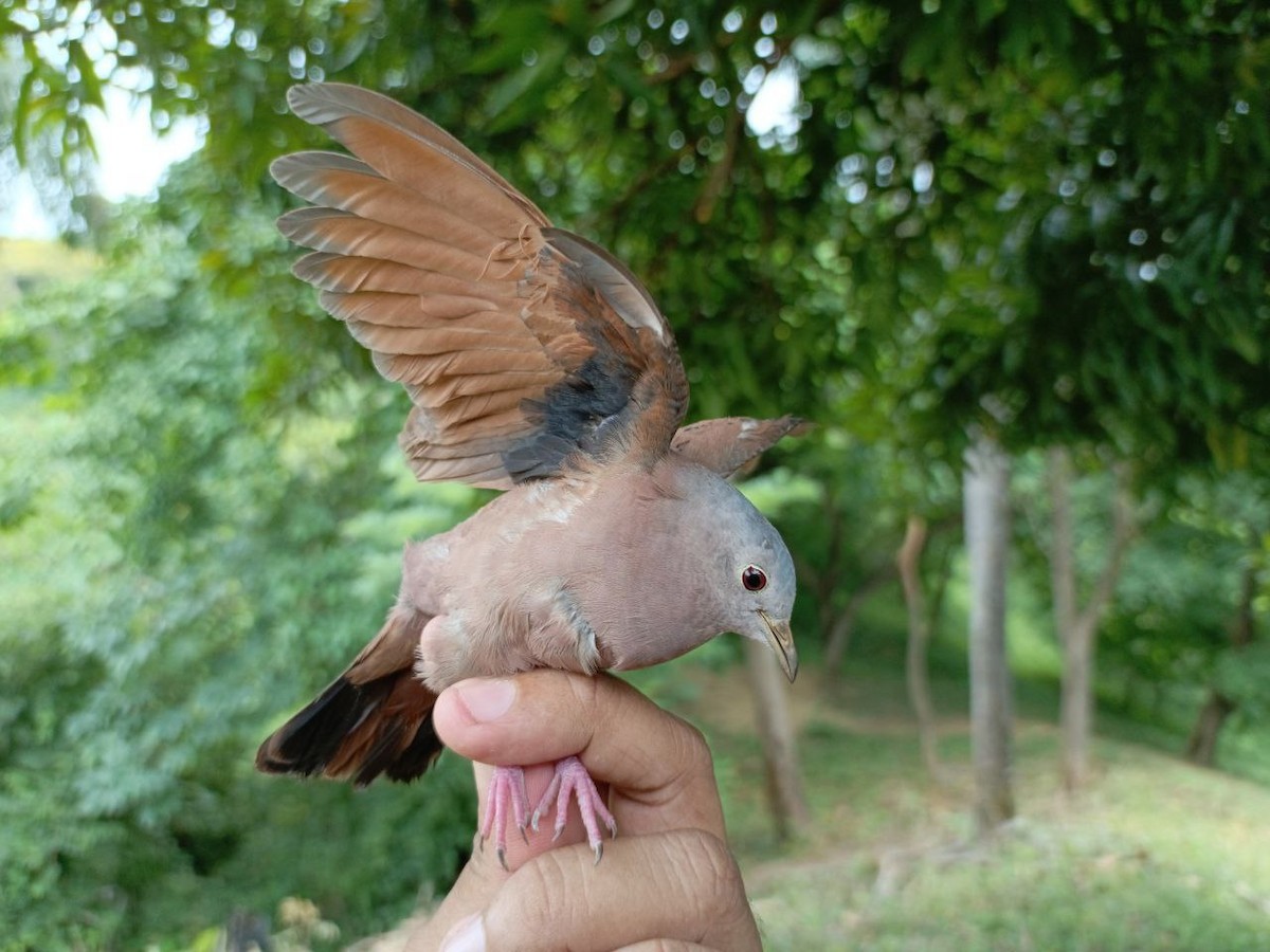 Ruddy Ground Dove - ML640731238