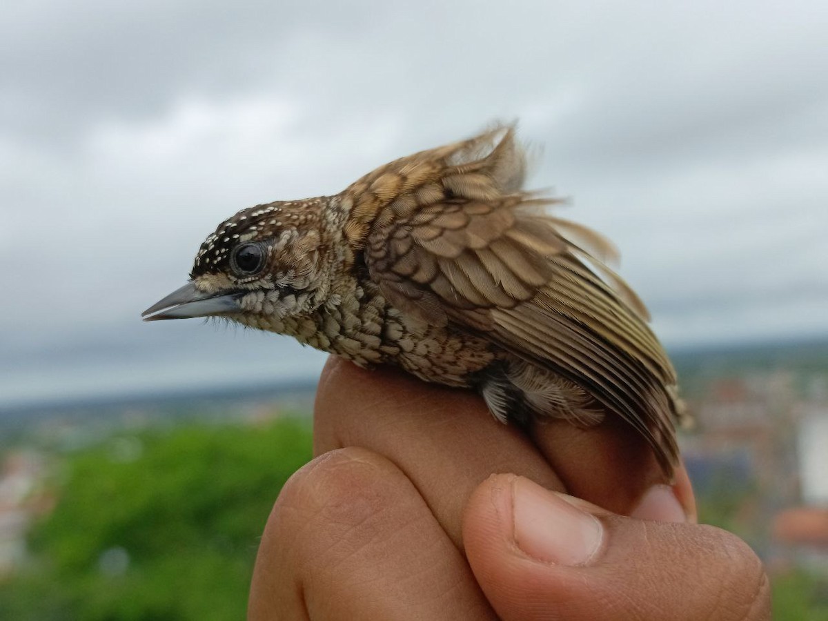 Scaled Piculet - ML640731241