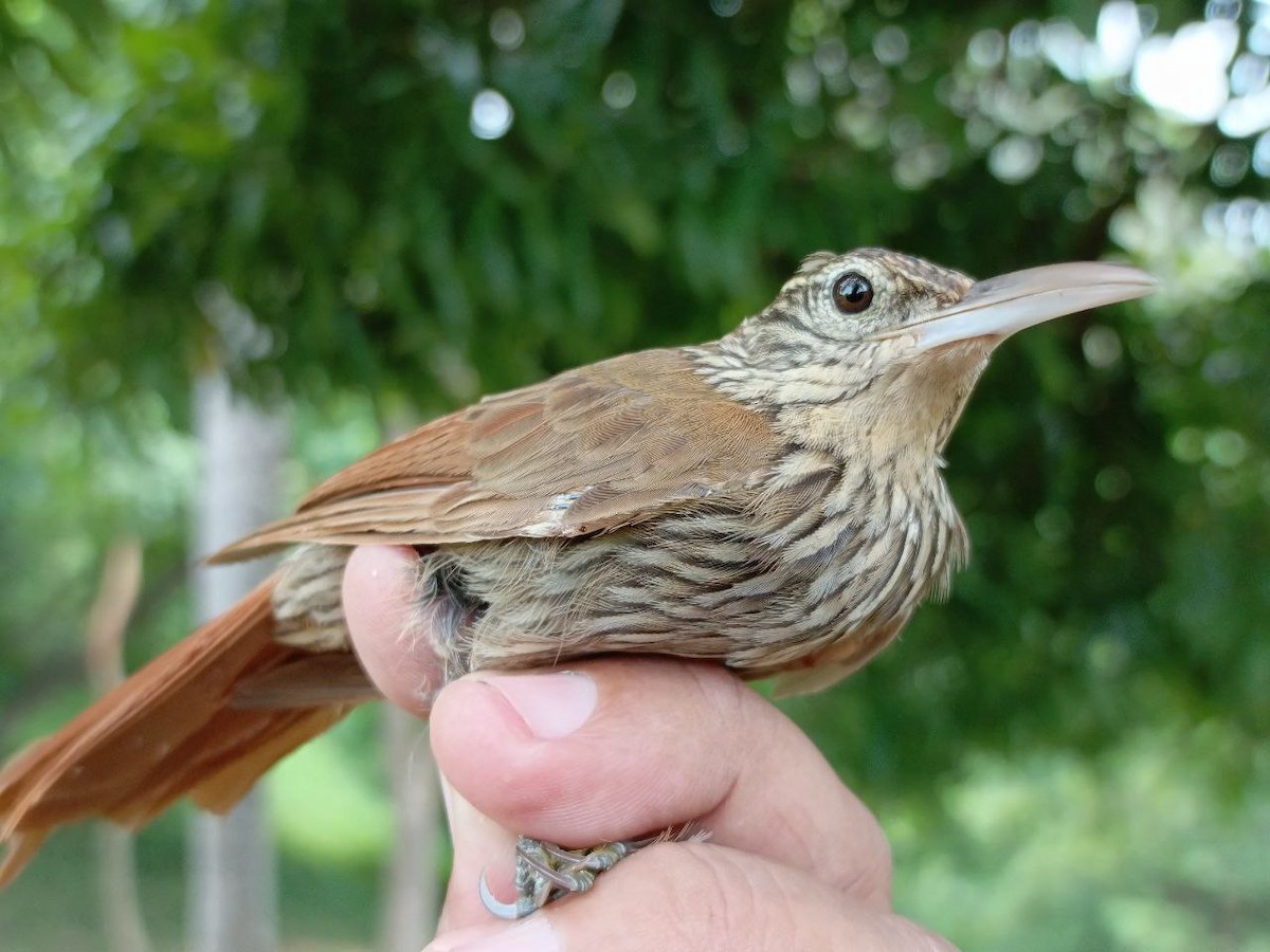 Streak-headed Woodcreeper - ML640731247