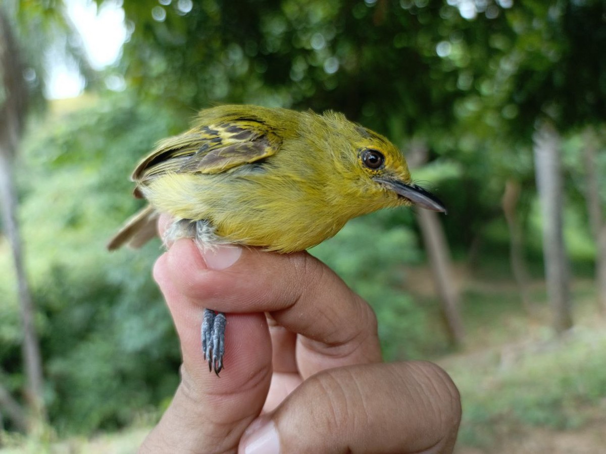 Ochre-lored Flatbill - ML640731255