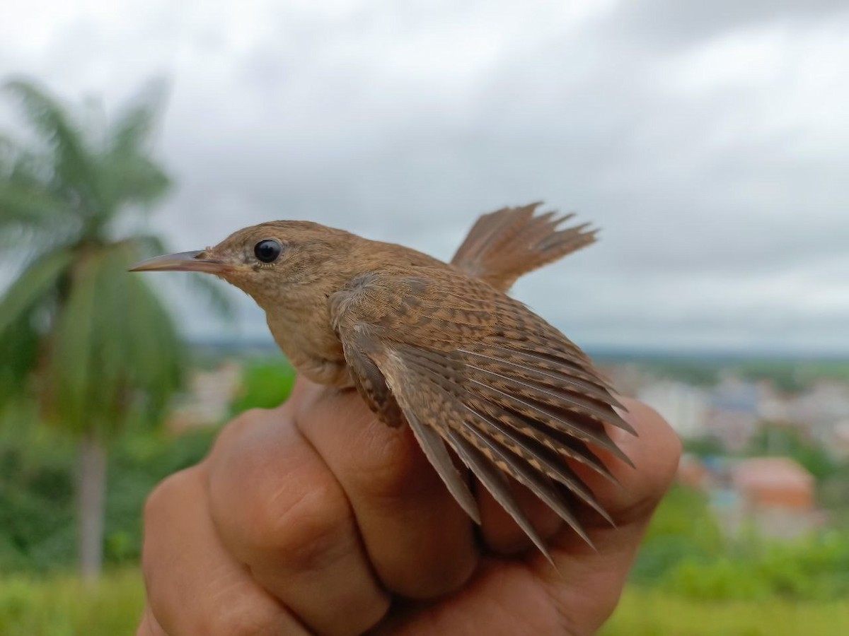 Southern House Wren - ML640731266