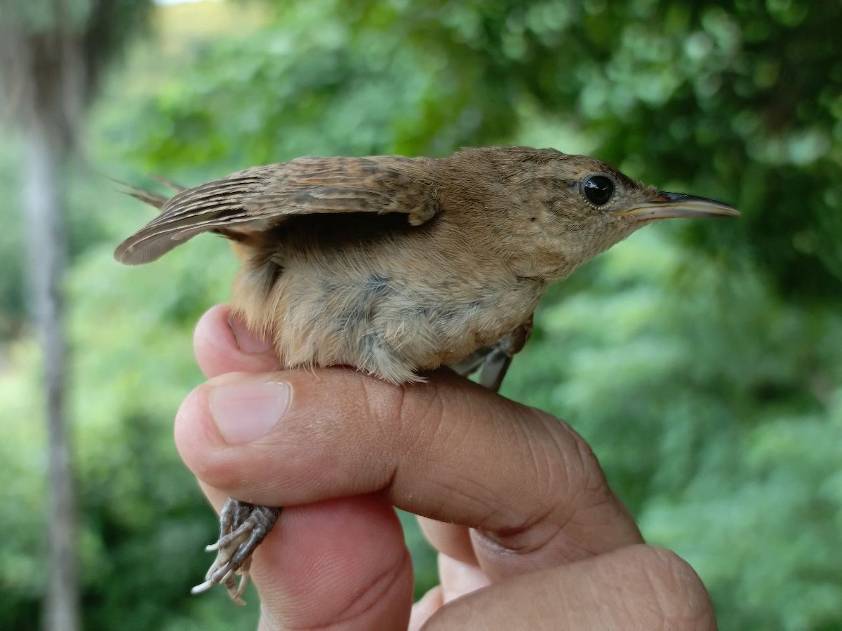 Southern House Wren - ML640731278