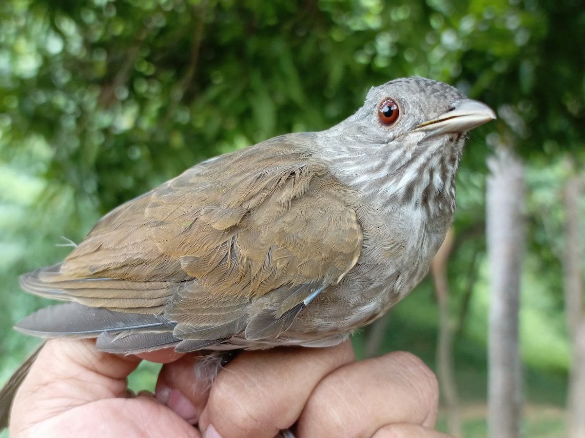 Pale-breasted Thrush - ML640731280