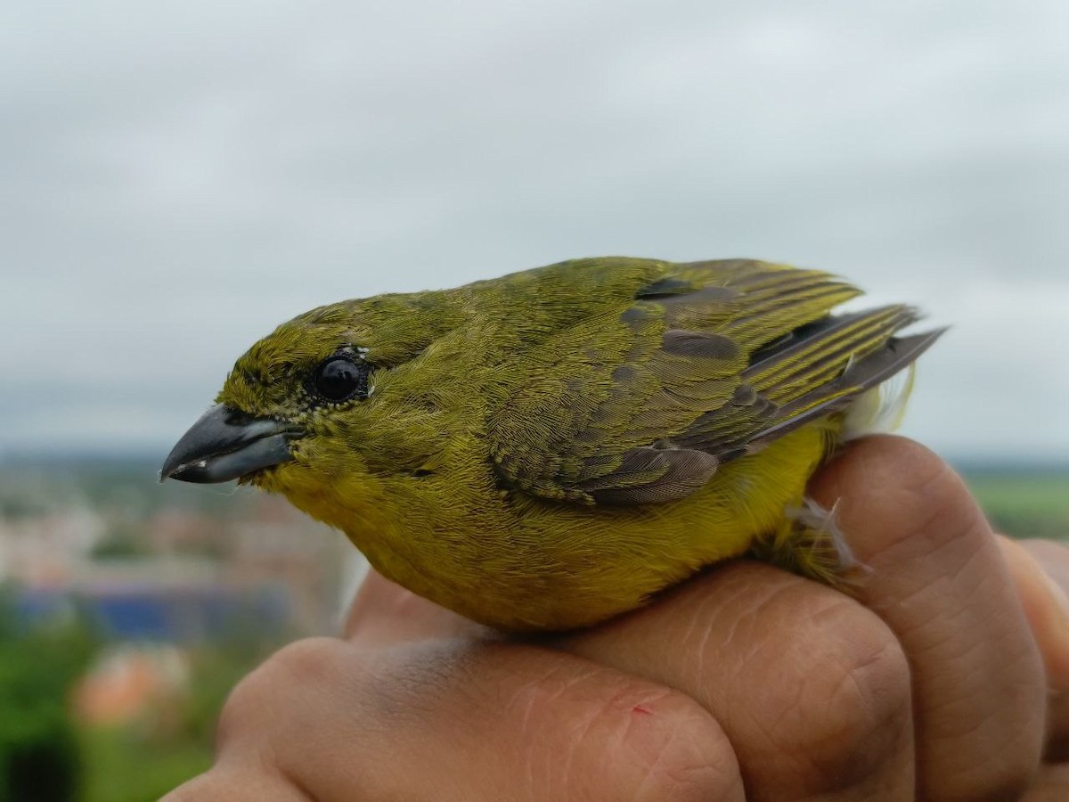 Thick-billed Euphonia - ML640731285