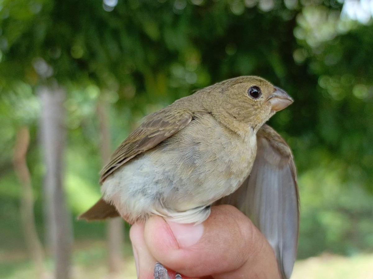 Lined Seedeater - ML640731289