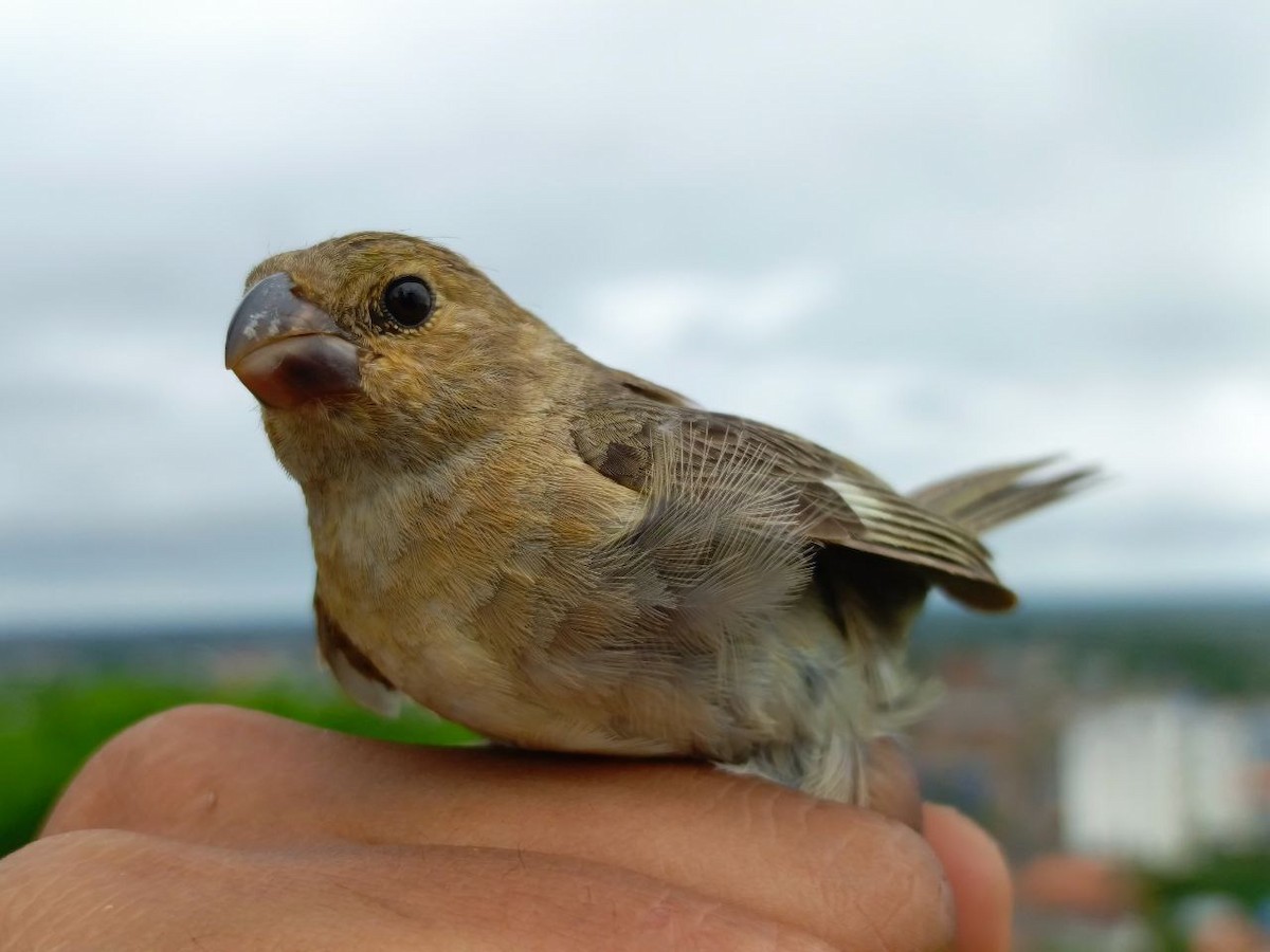 Gray Seedeater - ML640731301