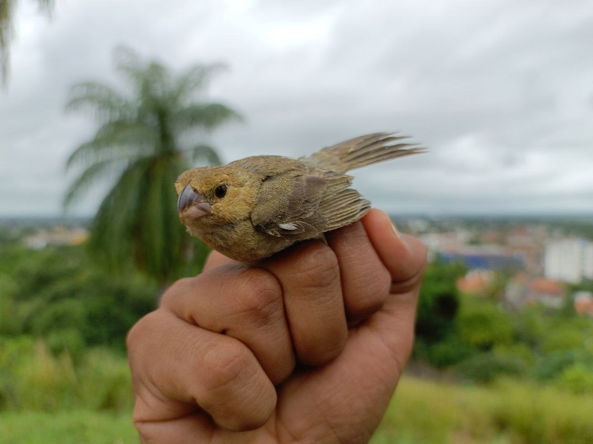Gray Seedeater - ML640731302