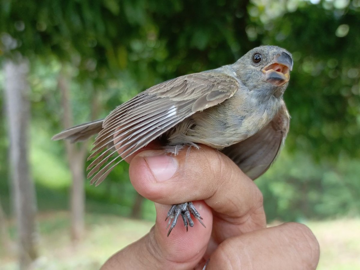 Gray Seedeater - ML640731303