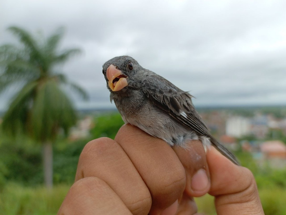 Gray Seedeater - ML640731304