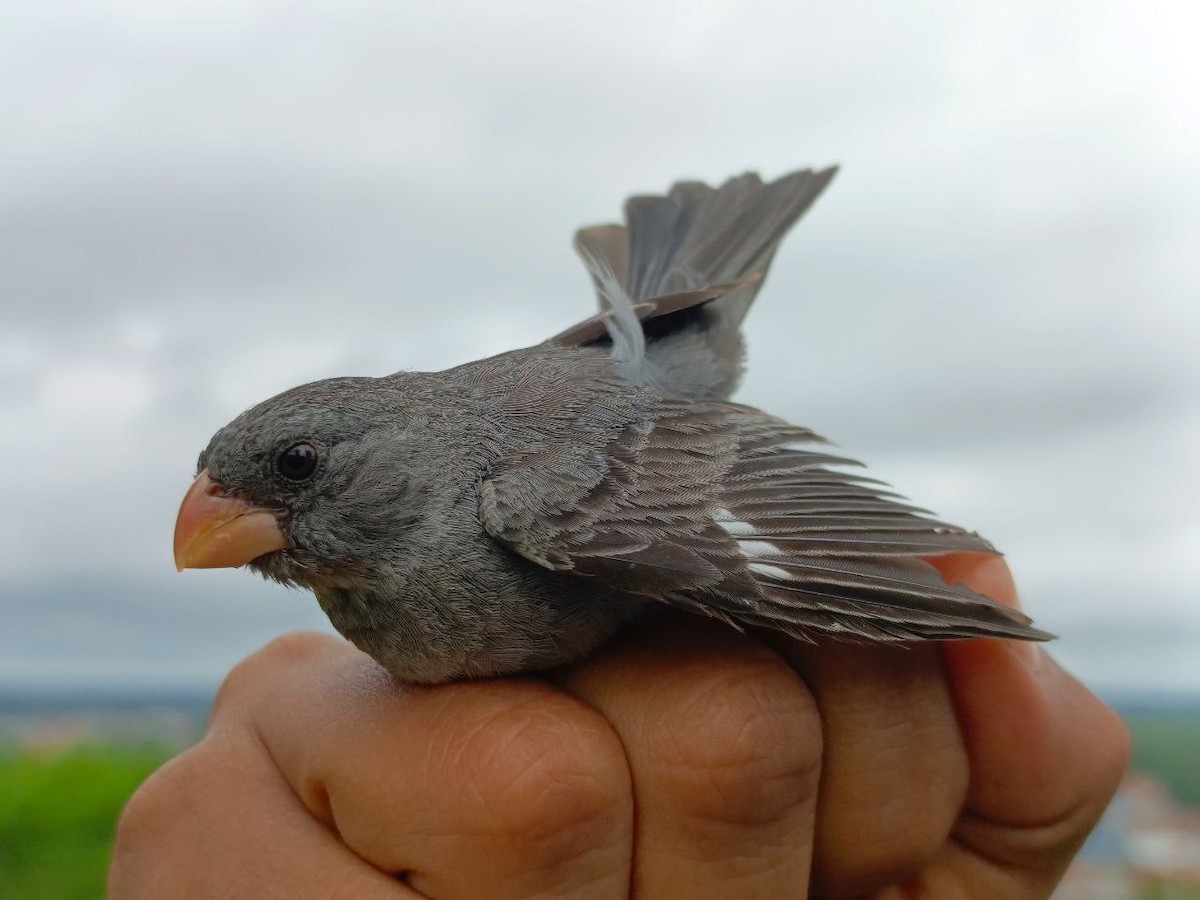 Gray Seedeater - ML640731305
