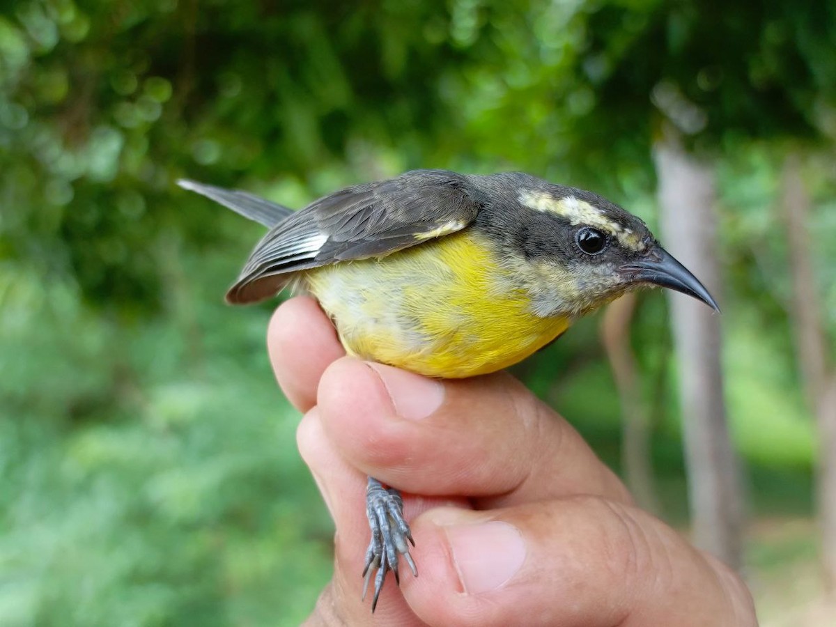 Bananaquit - ML640731312