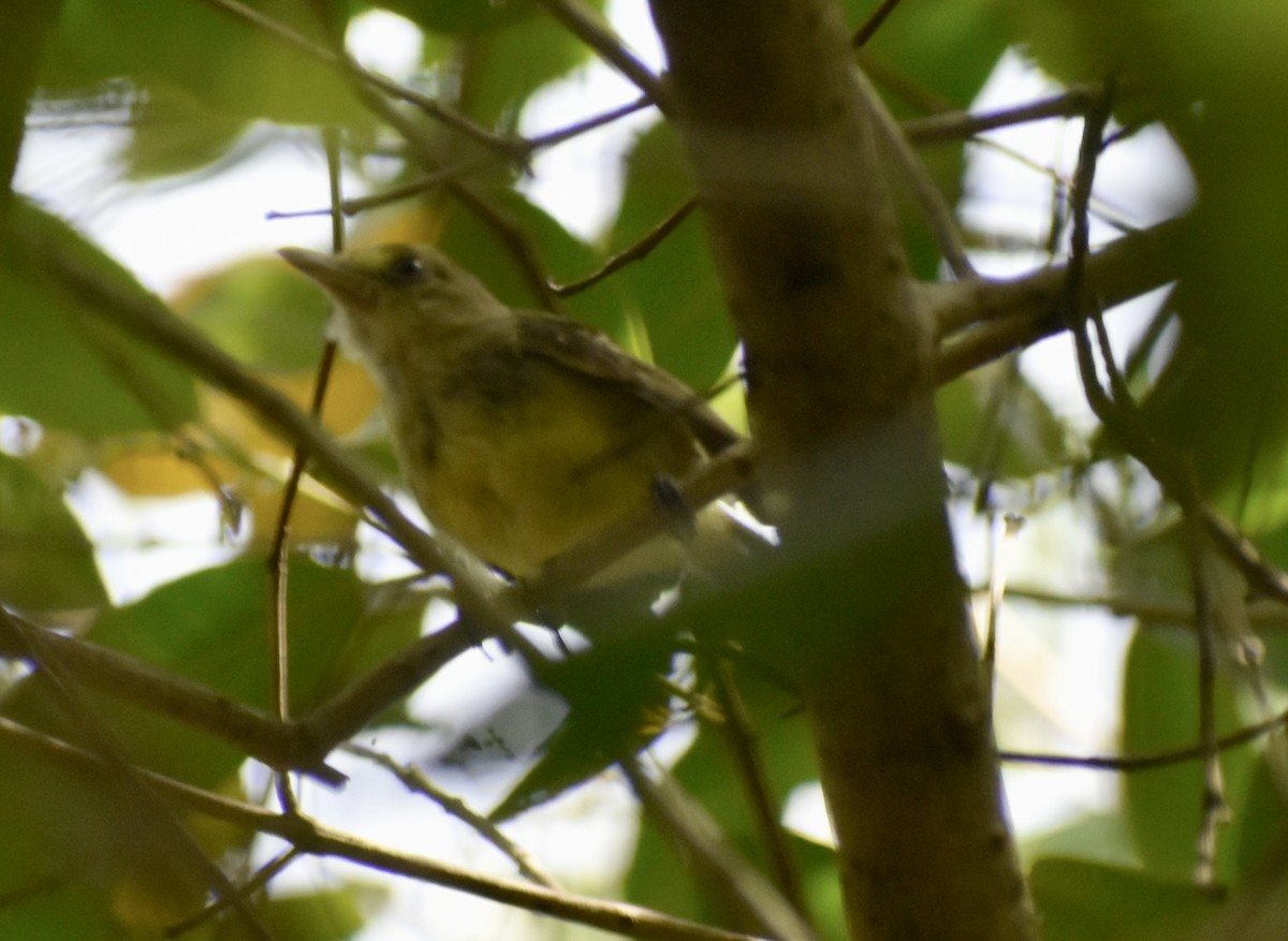 Mangrove Vireo - ML640731321