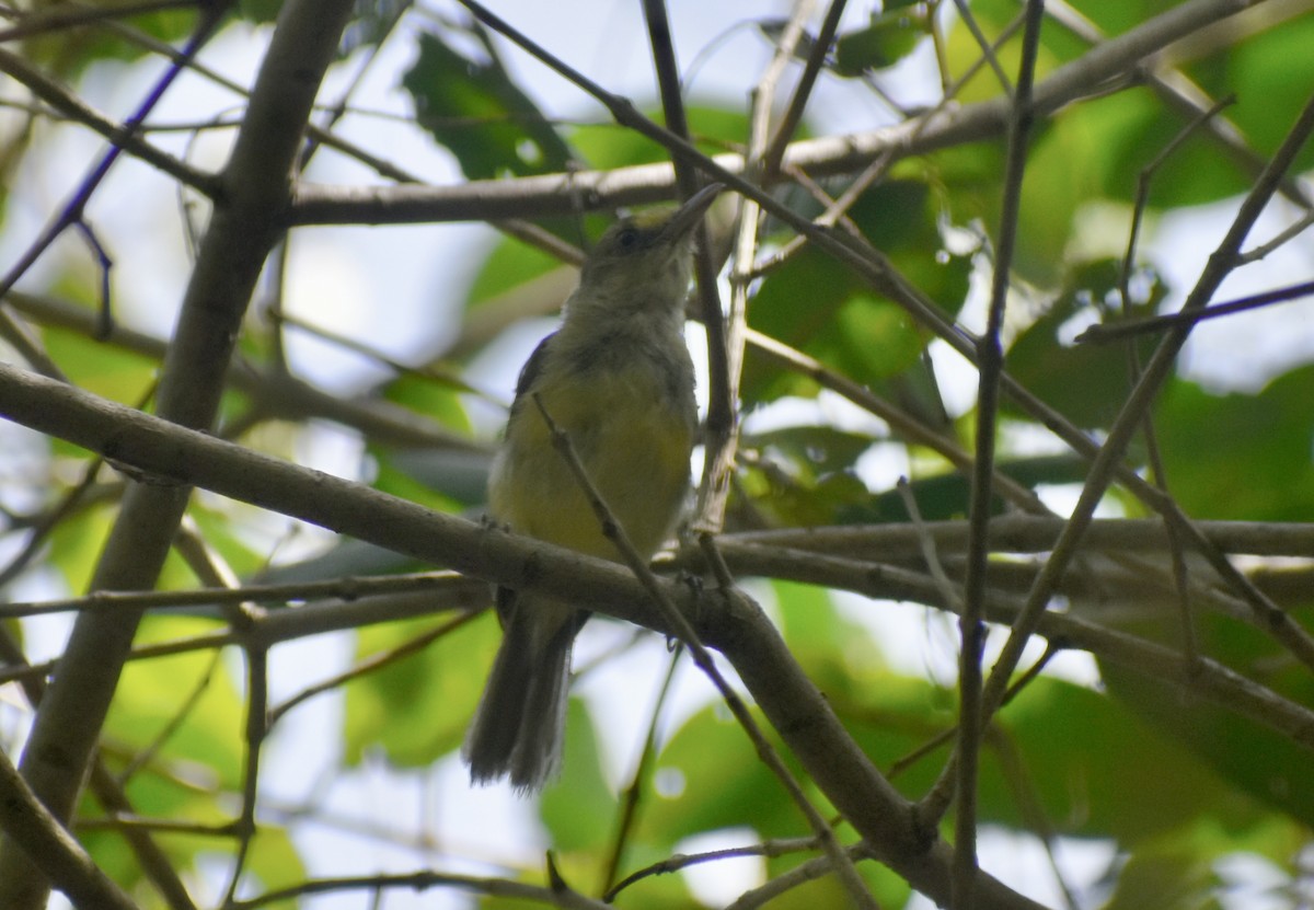 Mangrove Vireo - ML640731322