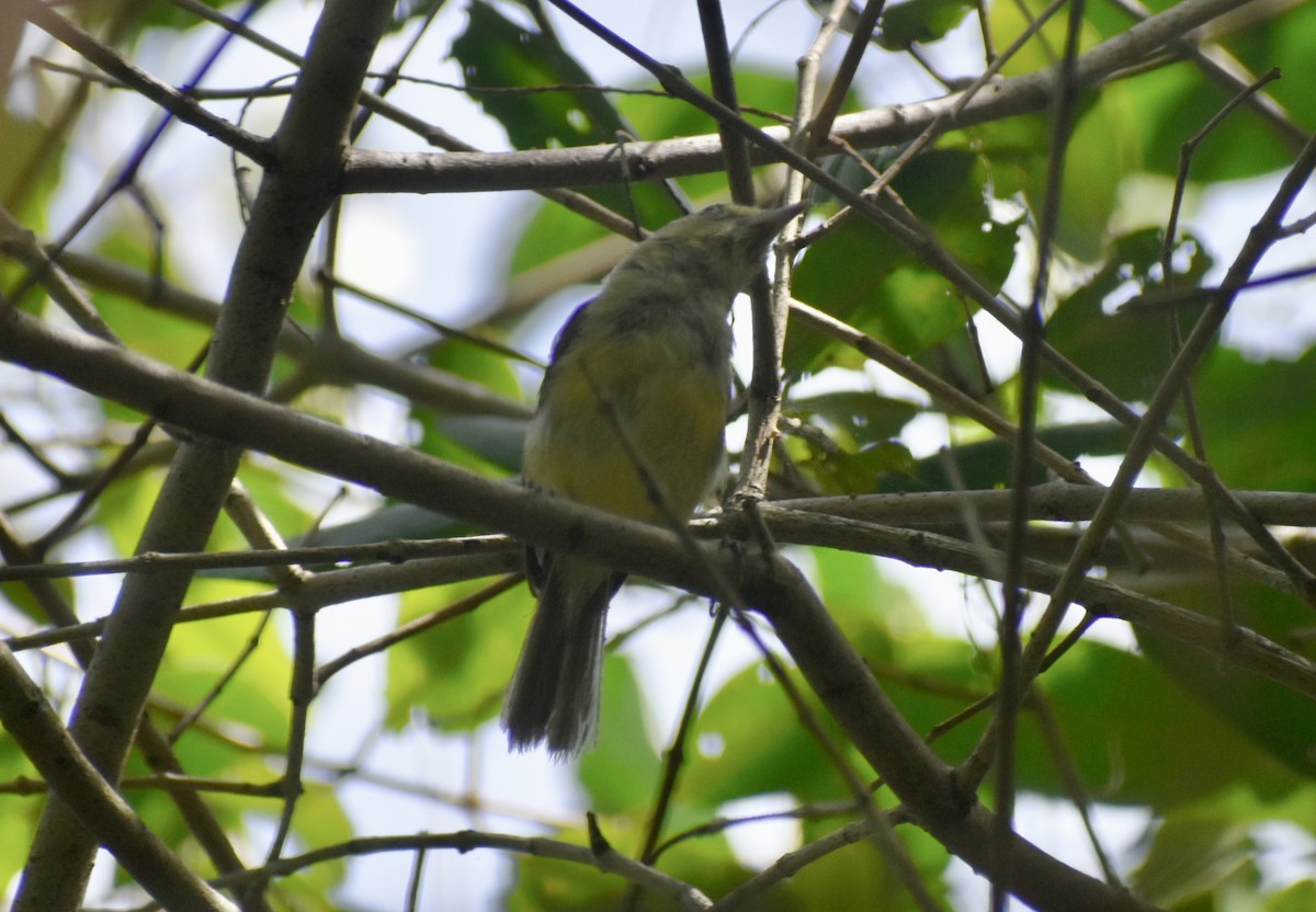 Mangrove Vireo - ML640731324