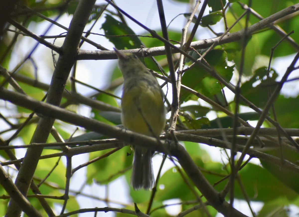 Mangrove Vireo - ML640731325