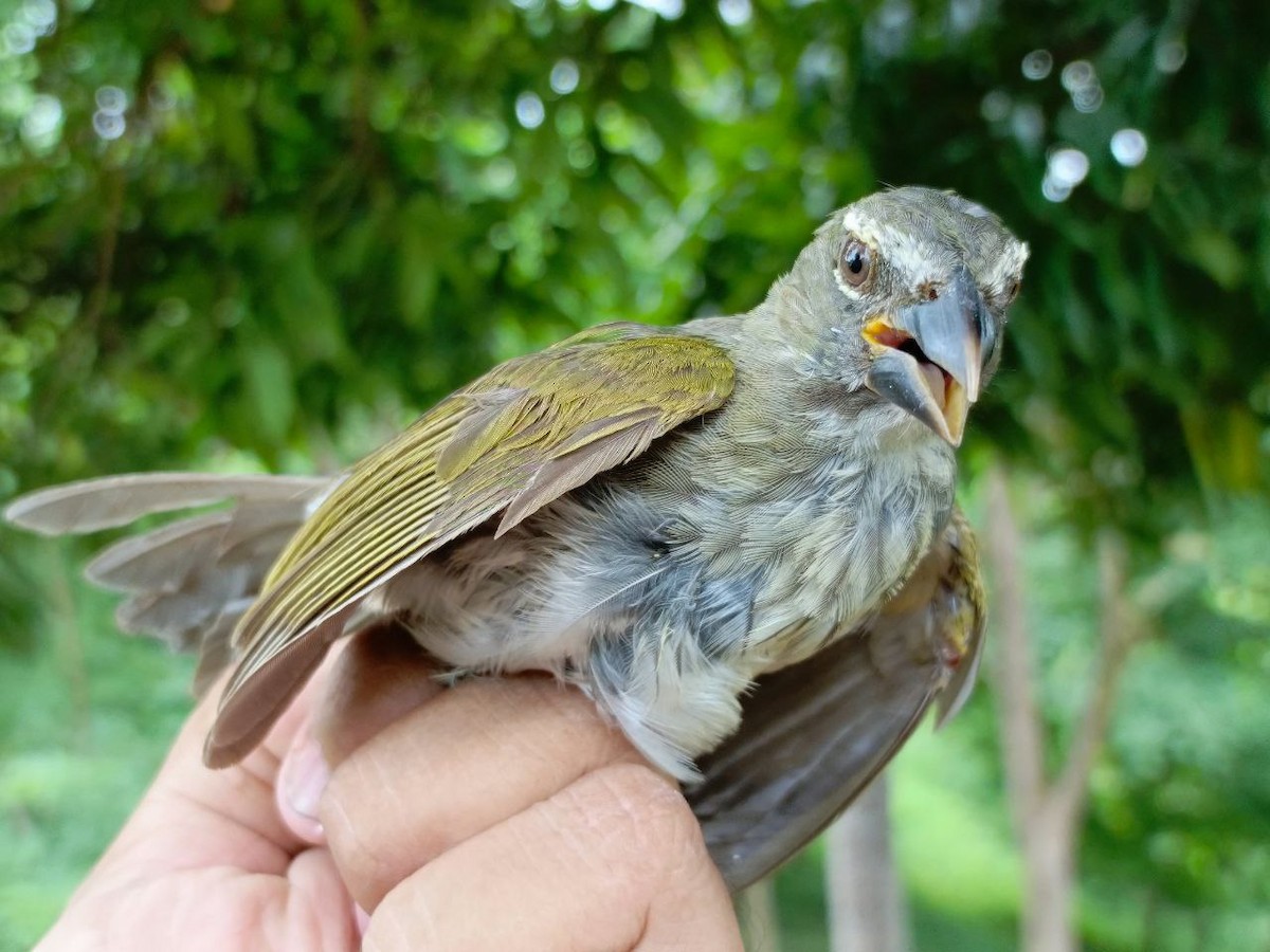 Streaked Saltator - ML640731332