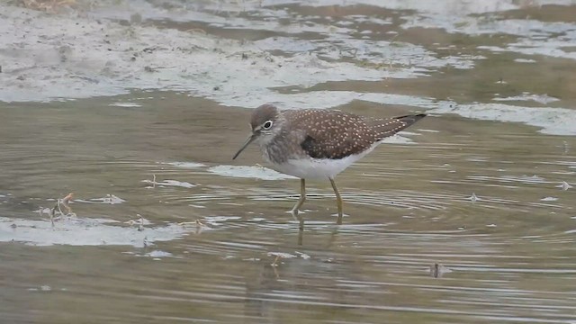 Einsiedelwasserläufer - ML640731356