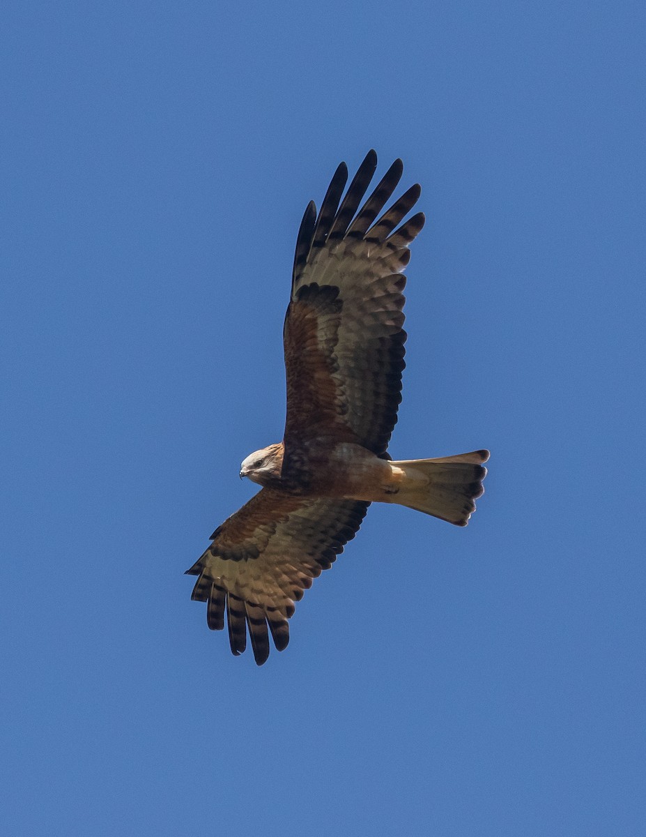 Square-tailed Kite - ML640731371