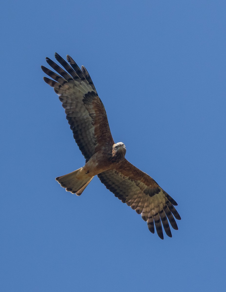 Square-tailed Kite - ML640731373