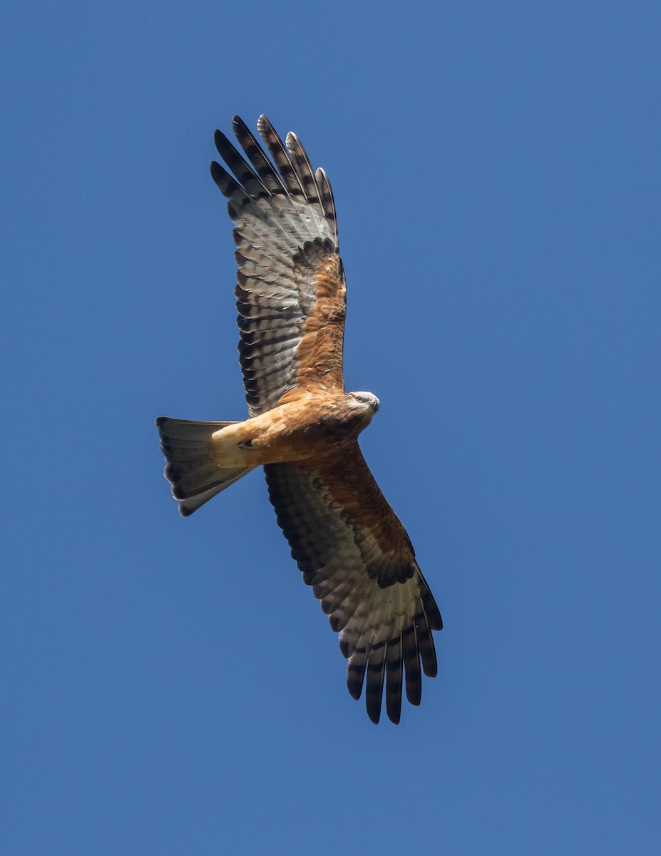 Square-tailed Kite - ML640731374