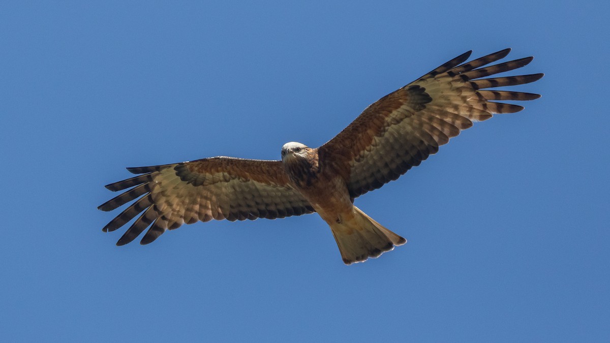 Square-tailed Kite - ML640731375