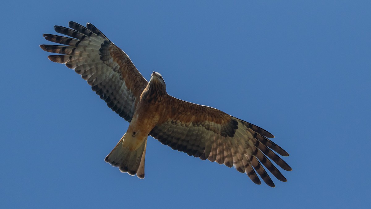 Square-tailed Kite - ML640731378