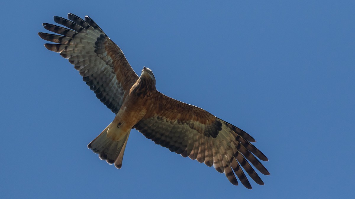 Square-tailed Kite - ML640731379