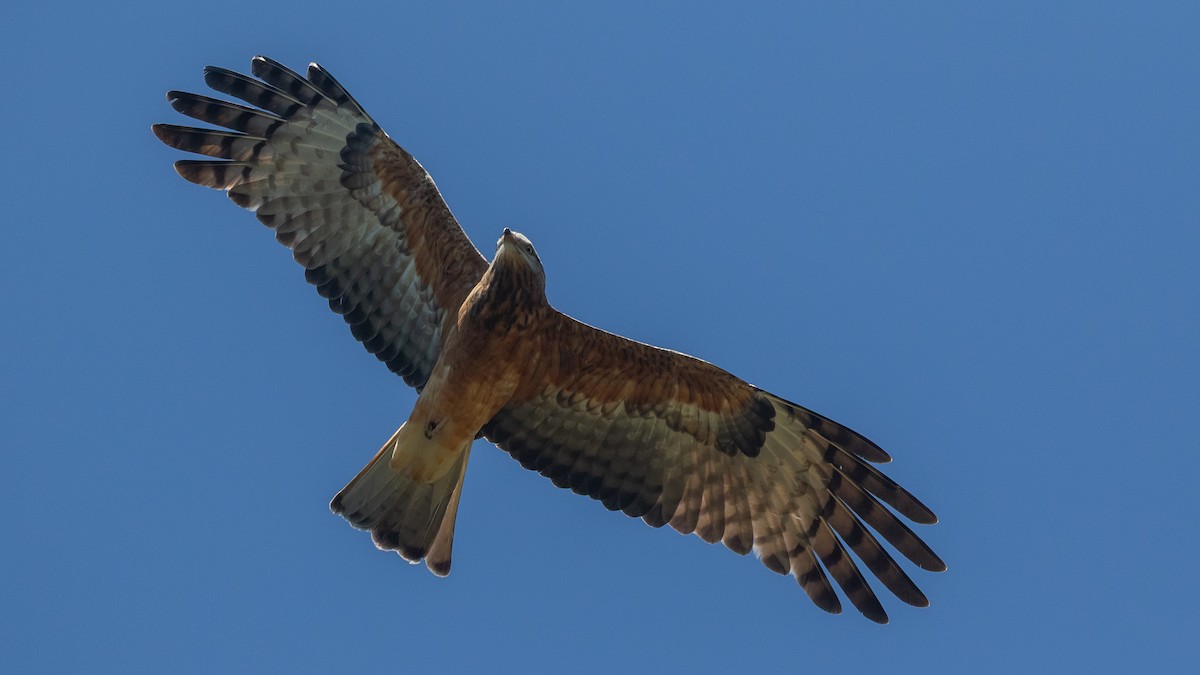 Square-tailed Kite - ML640731380