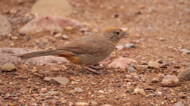 Canyon Towhee - ML640731381