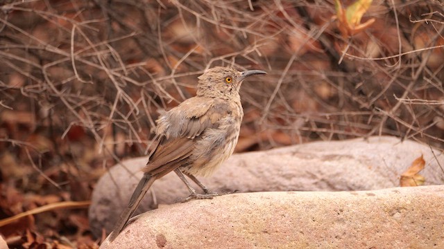 Curve-billed Thrasher - ML640731411