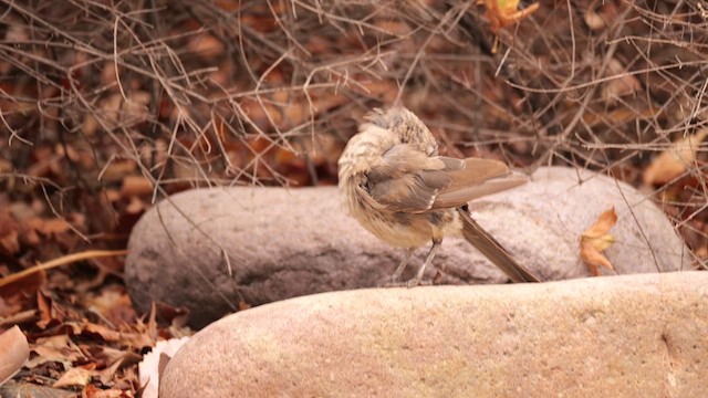Curve-billed Thrasher - ML640731428