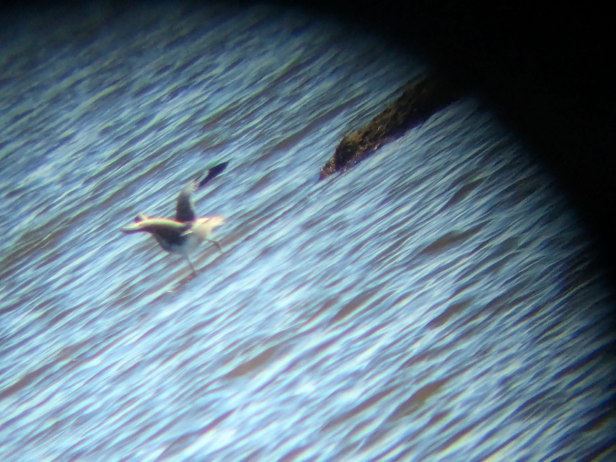 בבואן קרום-אצבעות - ML640731442