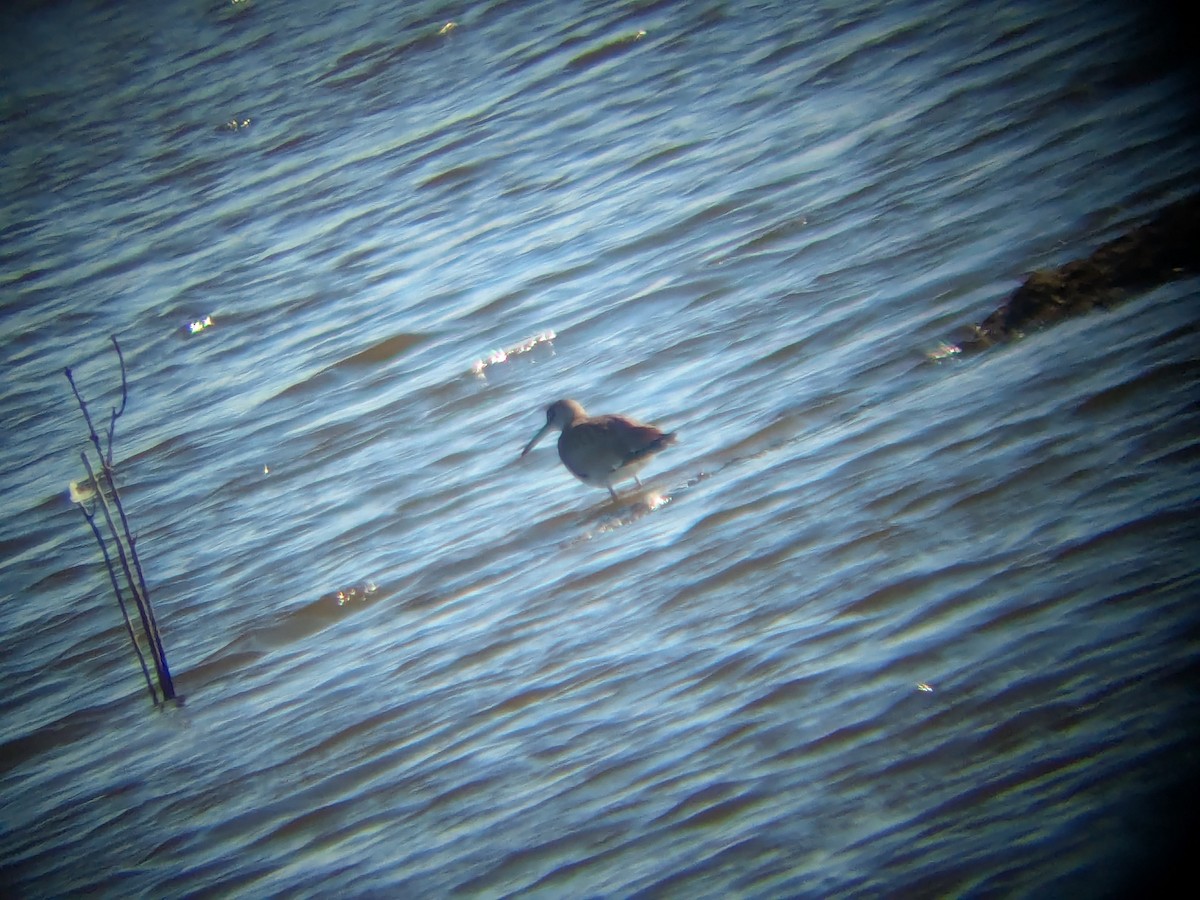 בבואן קרום-אצבעות - ML640731443