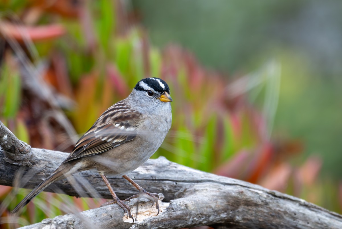 White-crowned Sparrow (nuttalli) - ML640731448