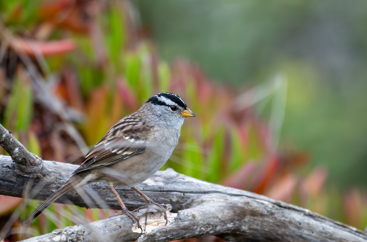 White-crowned Sparrow (nuttalli) - ML640731449