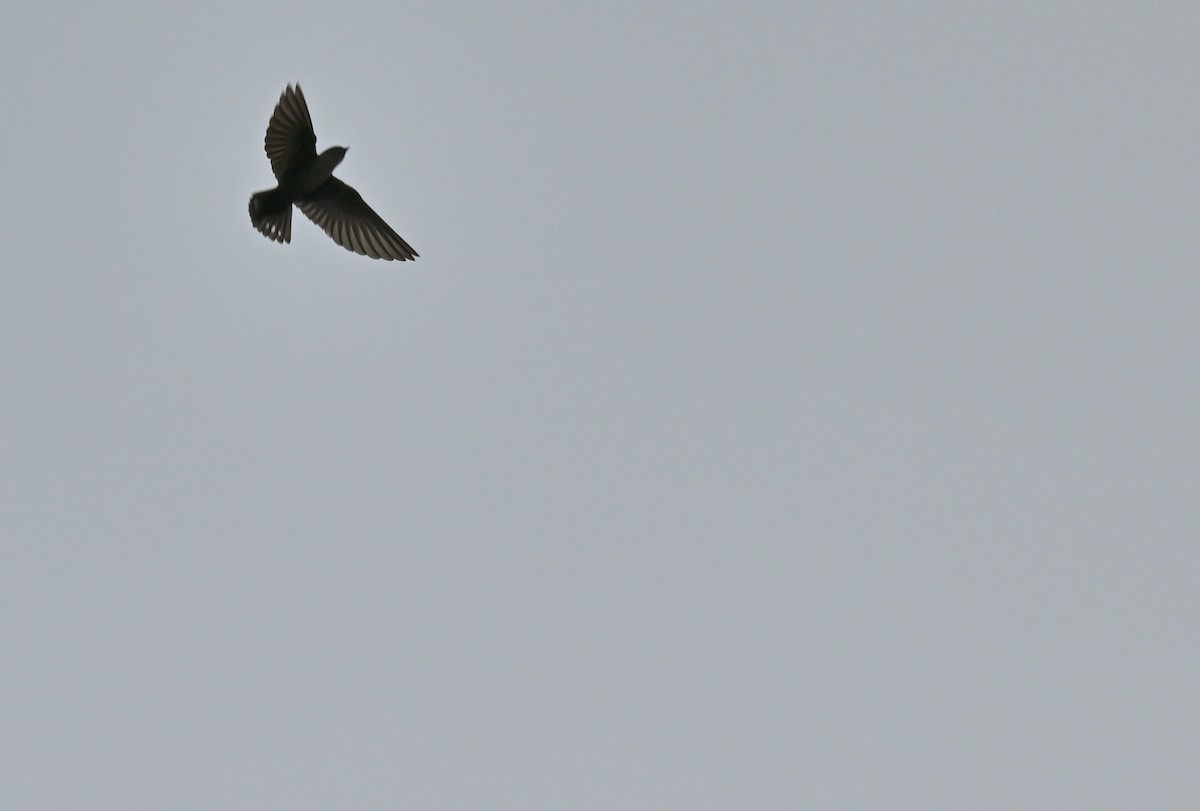 Dusky Crag-Martin - ML640731493