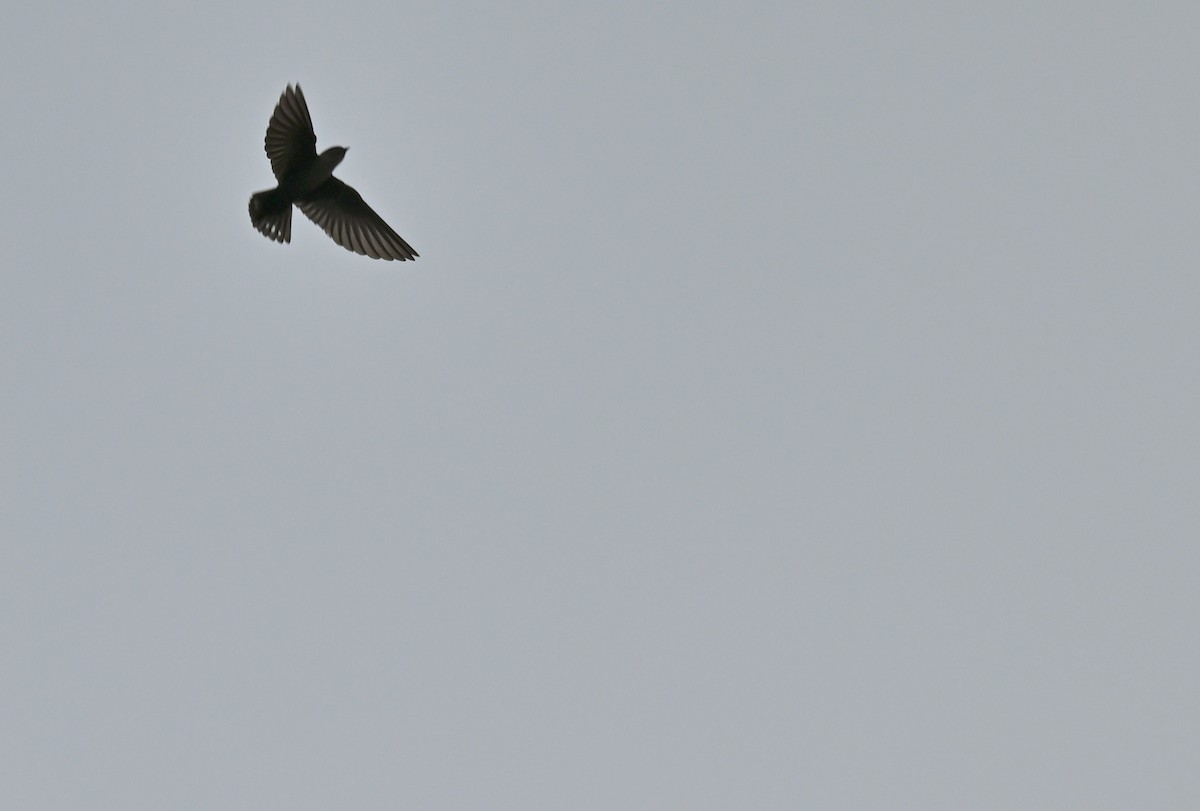 Dusky Crag-Martin - ML640731494