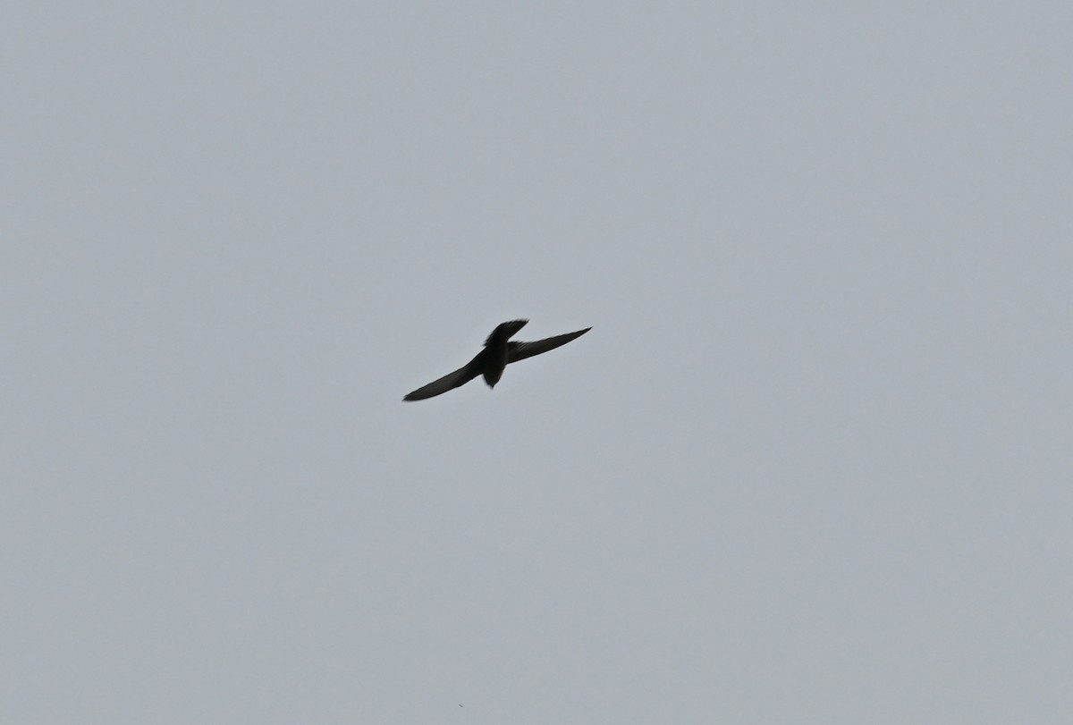 Dusky Crag-Martin - ML640731495
