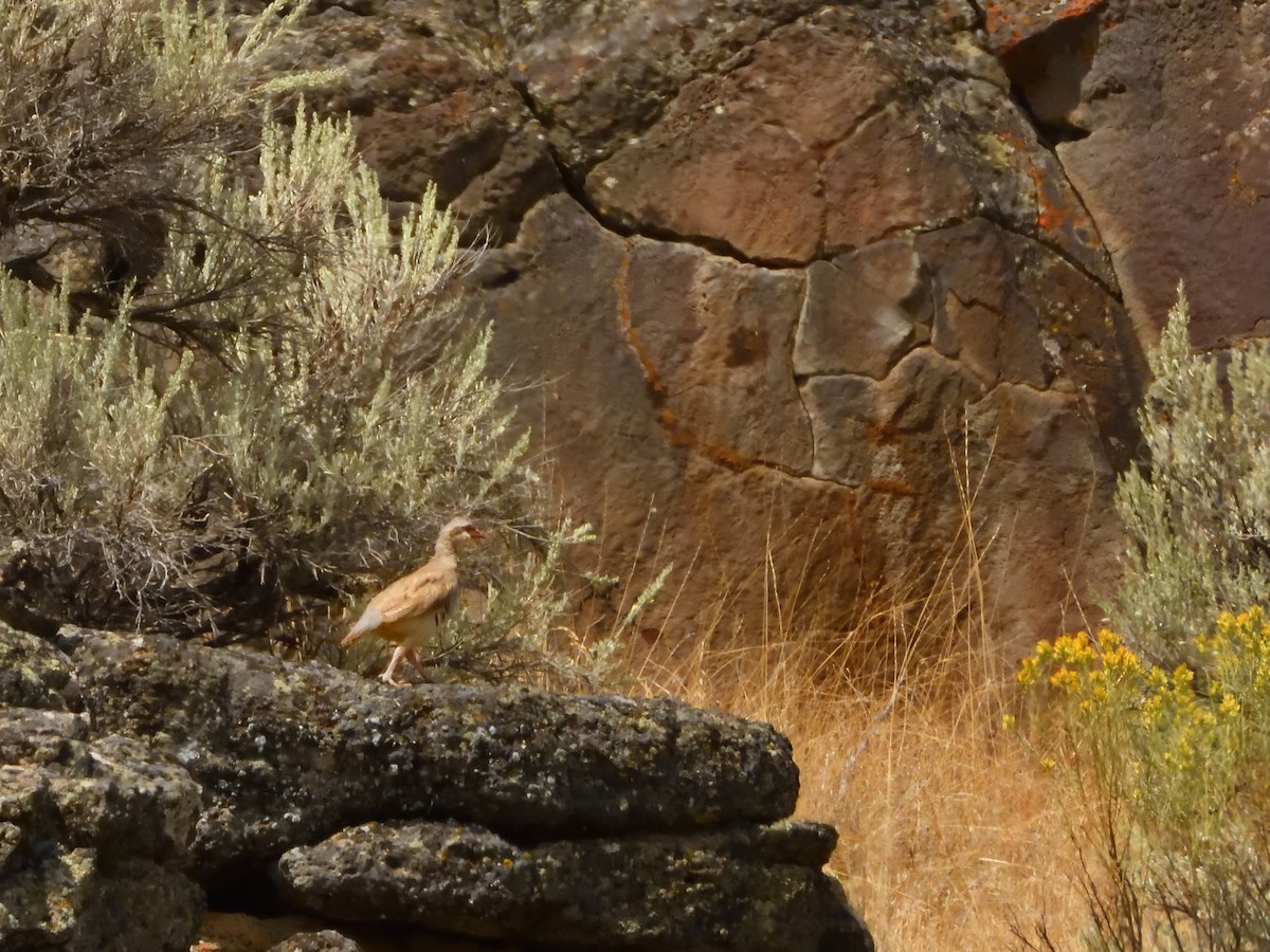 Хахилаг - ML640731510