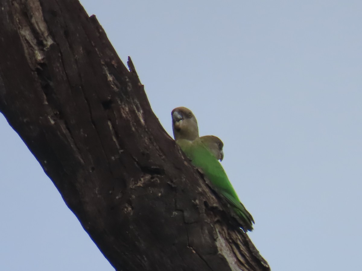 Brown-headed Parrot - ML640731664